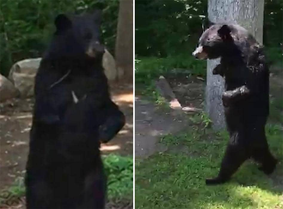 Beroemde rechtop lopende beer "gedood met pijl en boog"