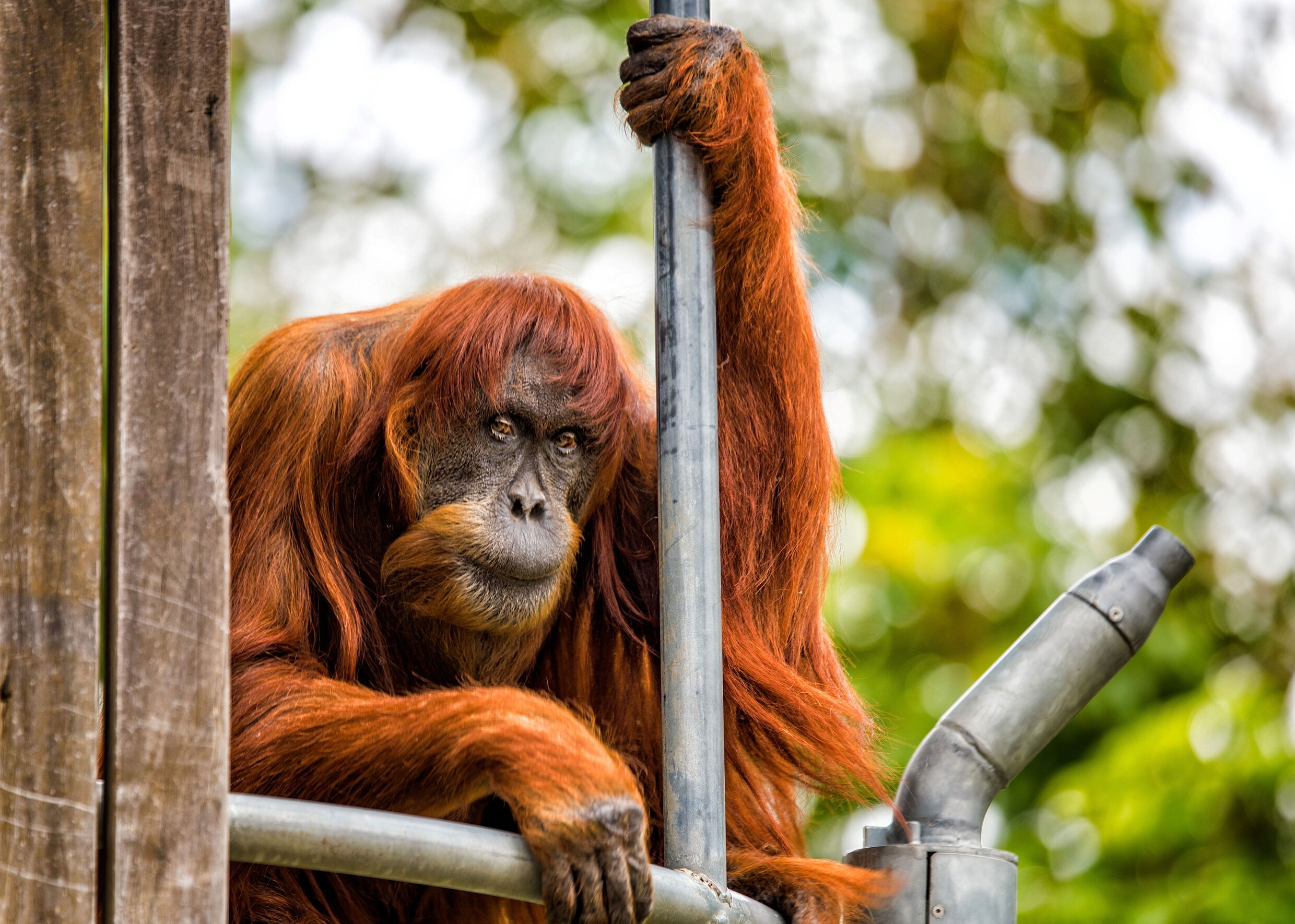 Puan, de oudste Sumatraanse orang-oetan ter wereld, is overleden