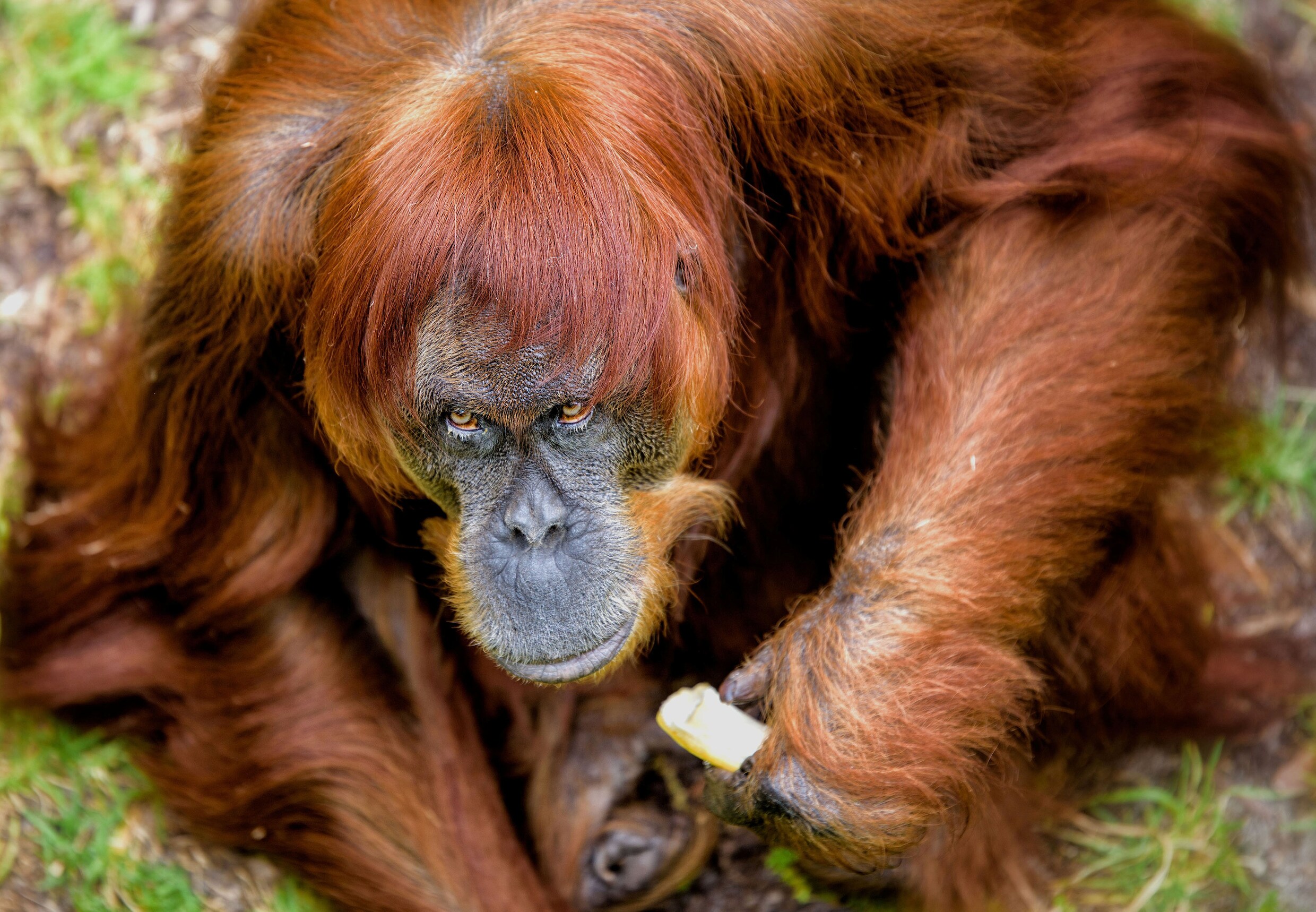 Puan, de oudste Sumatraanse orang-oetan ter wereld, is overleden