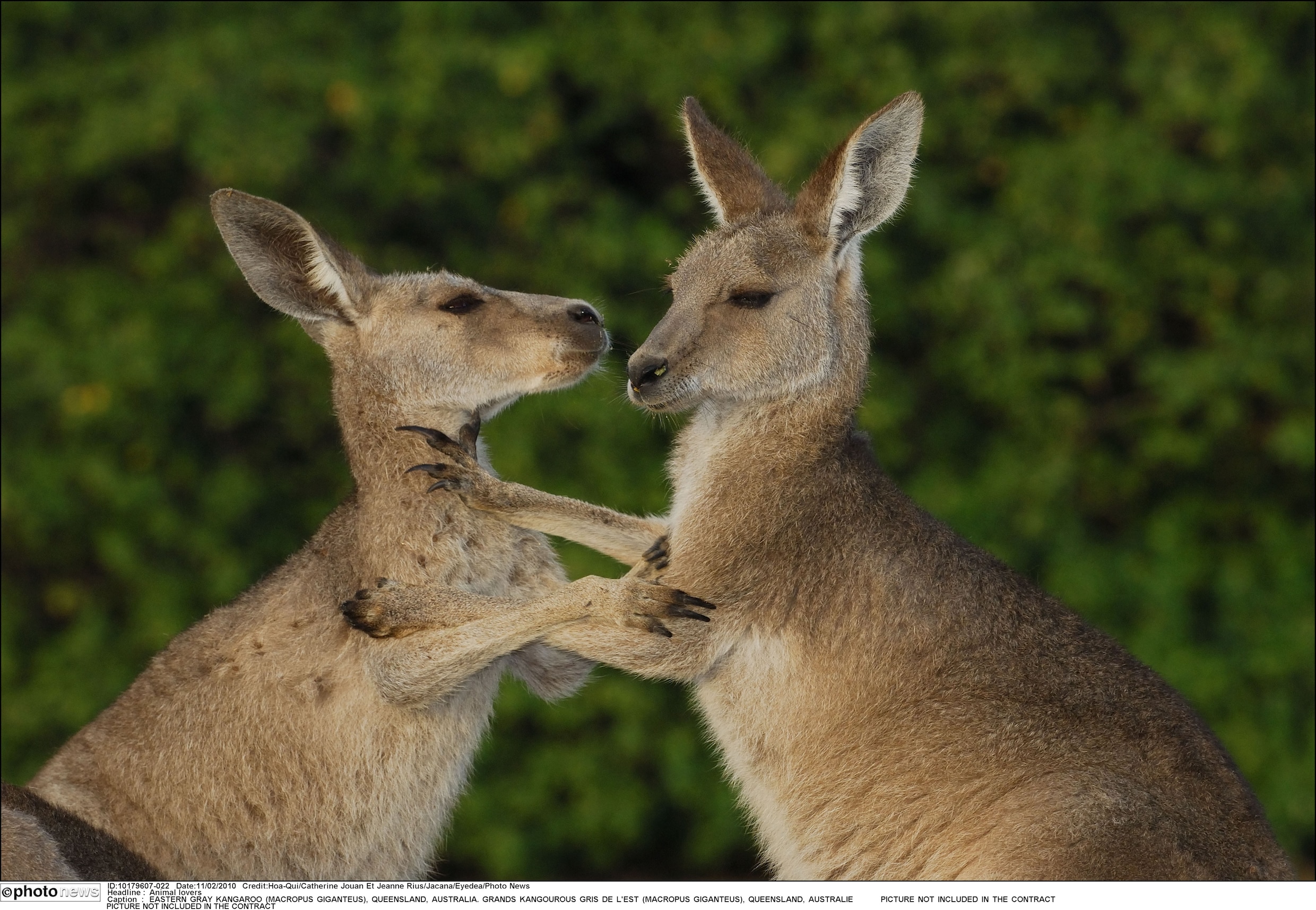 Kangoeroe, wombat en koala komen uit Amerika