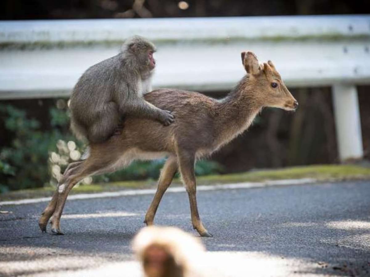 Waarom probeerde deze aap met een hert te paren? | De Morgen