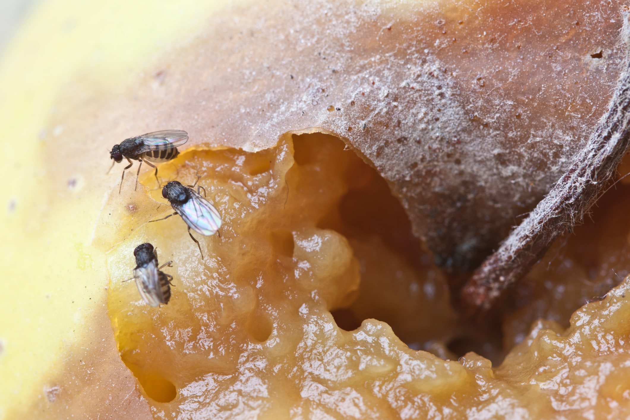 fruitvliegjes in keuken bestrijden