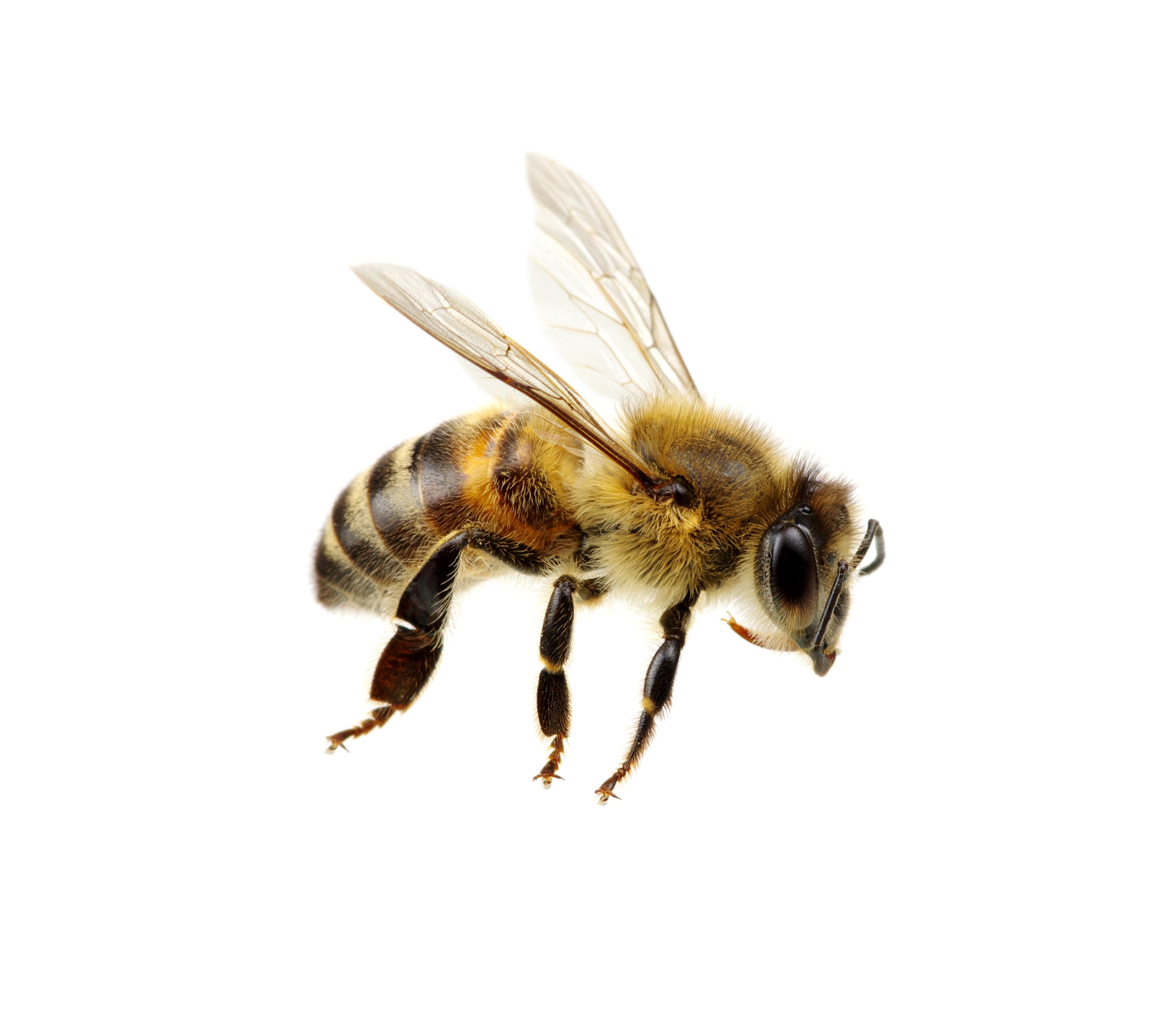 De honingbij moet worden gered? Onzin! (En meer groene fabels ontkracht)