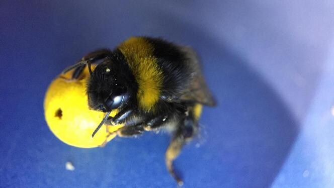 Dit geweldige experiment toont aan dat bijen veel slimmer zijn dan we denken