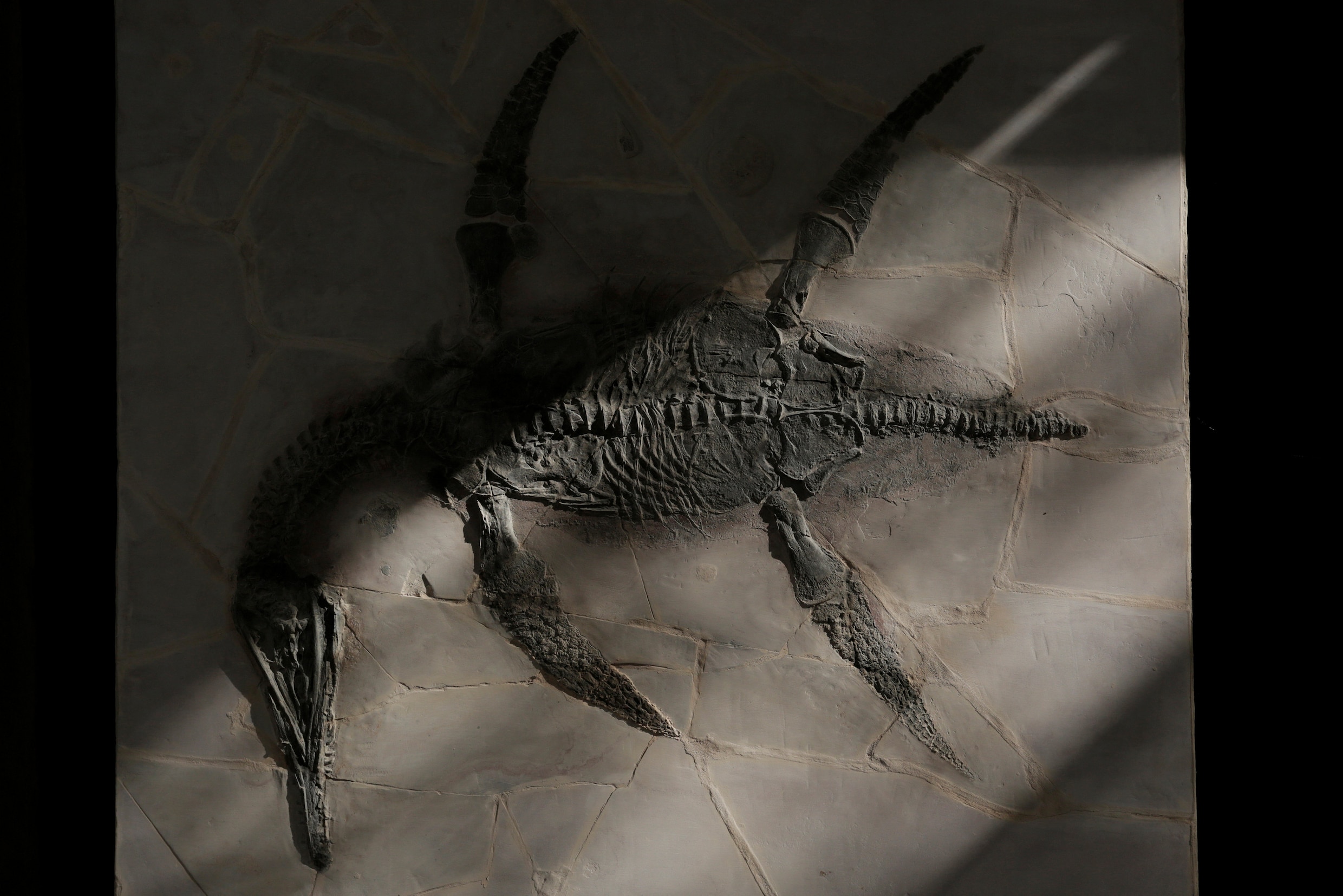 Uitzonderlijk gedetailleerd fossiel van zeedino toont vetlaag en zacht weefsel