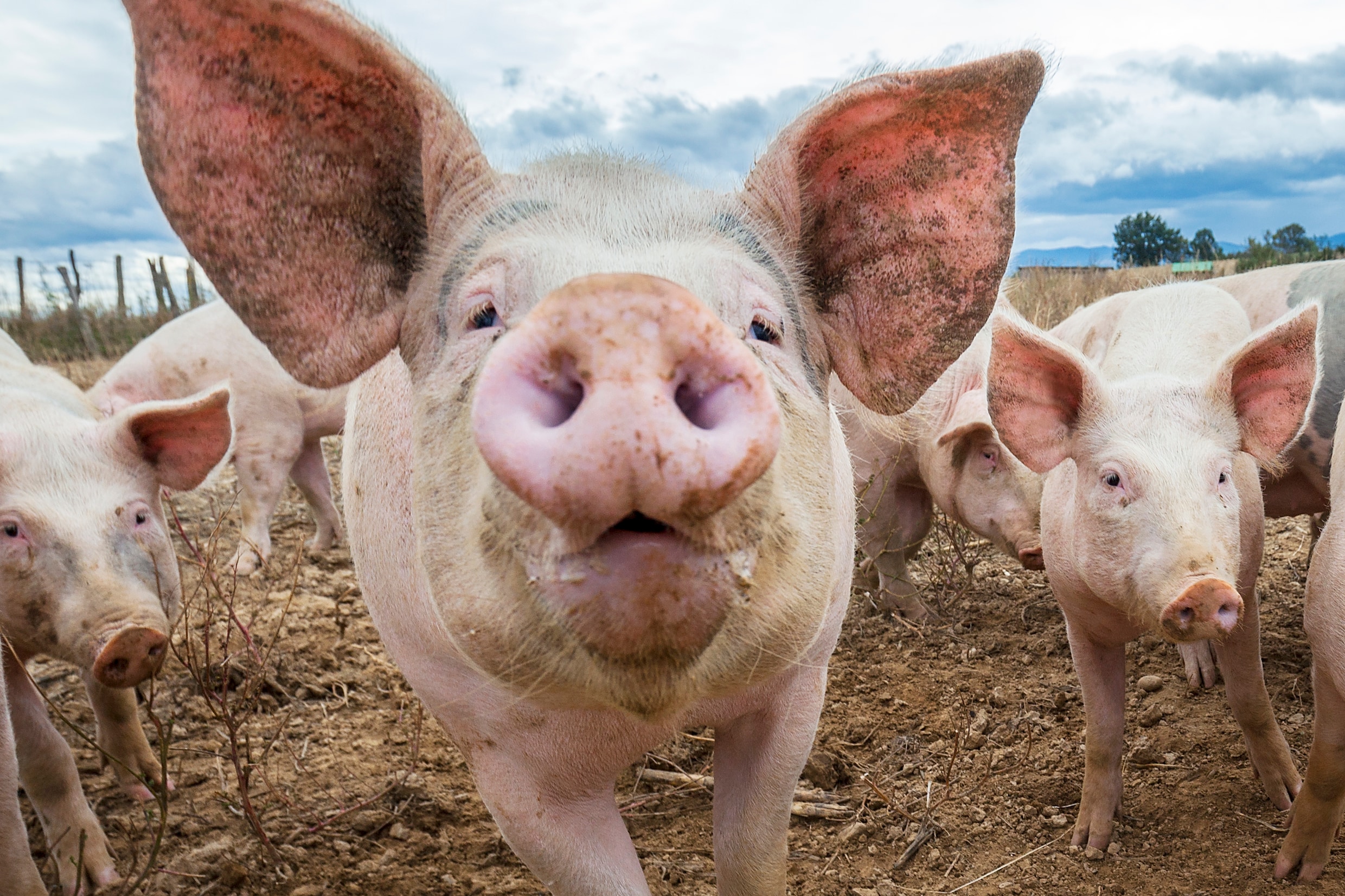 Hoe China de Belgische regering onder druk zet over 5G: varkensvlees als opmerkelijke pasmunt