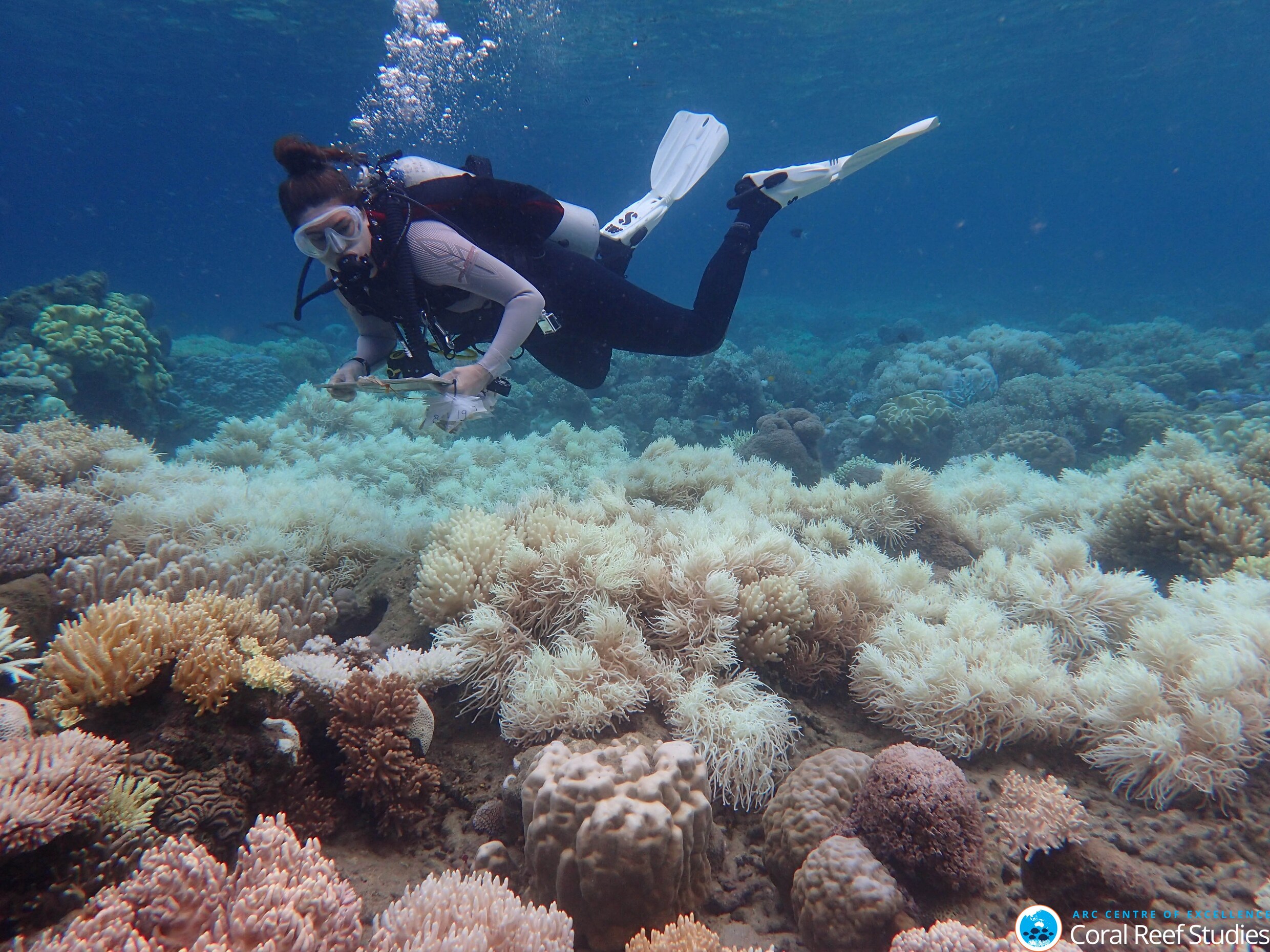 Koralen in Great Barrier Reef zijn er erger aan toe dan gedacht
